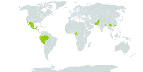 Sanchezia oblonga world distribution map, present in Bangladesh, Bolivia (Plurinational State of), Brazil, China, Cameroon, Colombia, Cuba, Ecuador, Guinea, Equatorial Guinea, Jamaica, Mexico, Pakistan, Peru, and Trinidad and Tobago