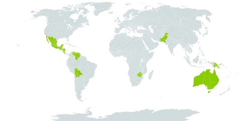 Sanchezia parvibracteata world distribution map, present in Australia, Belize, Bolivia (Plurinational State of), Colombia, Costa Rica, Micronesia (Federated States of), Guatemala, Honduras, Mexico, Malawi, Nicaragua, Pakistan, Papua New Guinea, United States of America, Venezuela (Bolivarian Republic of), and Zimbabwe