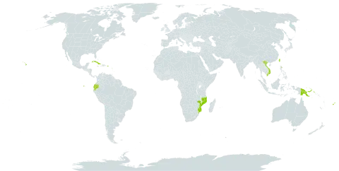 Sanchezia speciosa world distribution map, present in Bonaire, Sint Eustatius and Saba, Barbados, Colombia, Cuba, Ecuador, Fiji, Guadeloupe, Mozambique, Montserrat, Papua New Guinea, Puerto Rico, Taiwan, Province of China, United States of America, and Viet Nam