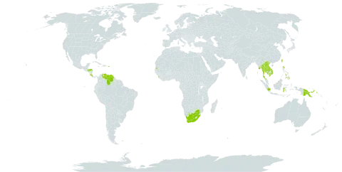 Sandoricum koetjape world distribution map, present in Brunei Darussalam, Costa Rica, Micronesia (Federated States of), Guam, Honduras, Indonesia, India, Cambodia, Lao People's Democratic Republic, Sri Lanka, Myanmar, Philippines, Papua New Guinea, Puerto Rico, Singapore, Seychelles, Thailand, Taiwan, Province of China, Venezuela (Bolivarian Republic of), Viet Nam, and South Africa