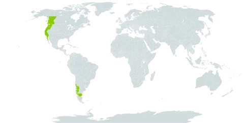 Sanicula crassicaulis world distribution map, present in Argentina, Canada, Chile, Mexico, and United States of America