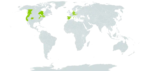 Saponaria ocymoides world distribution map, present in Andorra, Austria, Canada, Switzerland, Germany, Denmark, Spain, France, United Kingdom of Great Britain and Northern Ireland, Italy, Liechtenstein, Slovakia, Slovenia, and United States of America