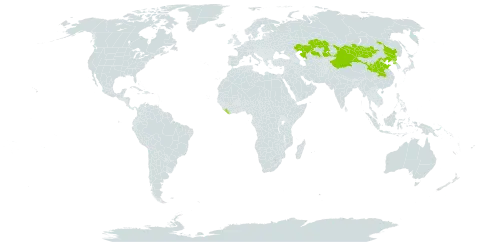 Saposhnikovia divaricata world distribution map, present in China, Kazakhstan, Liberia, Mongolia, and Korea (Democratic People's Republic of)