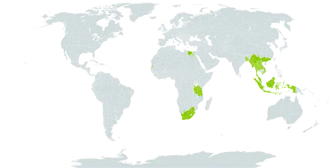 Saraca dives world distribution map, present in Bangladesh, China, Egypt, Indonesia, India, Lao People's Democratic Republic, Sri Lanka, Myanmar, Malaysia, Singapore, Seychelles, Thailand, Tanzania, United Republic of, Uganda, Viet Nam, and South Africa