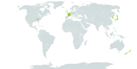 Sasa palmata world distribution map, present in Czech Republic, France, Ireland, Japan, New Zealand, Korea (Democratic People's Republic of), and United States of America