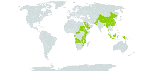 Sauromatum venosum world distribution map, present in Angola, Bangladesh, Central African Republic, China, Ethiopia, Gabon, Indonesia, Kenya, Myanmar, Mozambique, Nepal, Pakistan, Saudi Arabia, Sudan, Tanzania, United Republic of, Uganda, Yemen, and Zambia