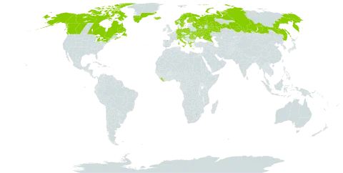 Saxifraga aizoides world distribution map, present in Albania, Andorra, Austria, Canada, Switzerland, Germany, Spain, Finland, France, United Kingdom of Great Britain and Northern Ireland, Greece, Greenland, Croatia, Iceland, Italy, Liberia, Liechtenstein, Norway, Poland, Romania, Russian Federation, Slovakia, Slovenia, Sweden, Ukraine, and United States of America