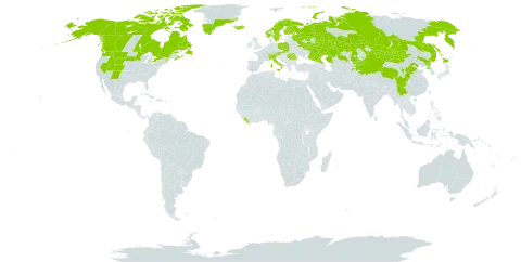 Saxifraga cernua world distribution map, present in Austria, Canada, Switzerland, China, Finland, United Kingdom of Great Britain and Northern Ireland, Greenland, Iceland, Italy, Japan, Kazakhstan, Kyrgyzstan, Liberia, Mongolia, Norway, Pakistan, Poland, Korea (Democratic People's Republic of), Romania, Russian Federation, Slovakia, Sweden, Tajikistan, and United States of America