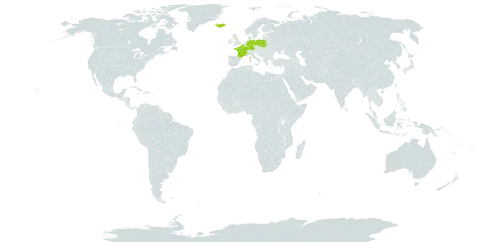 Saxifraga cespitosa subsp. decipiens world distribution map, present in Belgium, Germany, France, United Kingdom of Great Britain and Northern Ireland, Iceland, and Poland