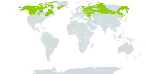 Saxifraga hyperborea world distribution map, present in Canada, Greenland, Liberia, Russian Federation, and United States of America