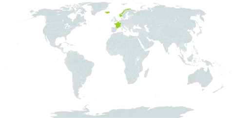 Saxifraga hypnoides world distribution map, present in Belgium, France, United Kingdom of Great Britain and Northern Ireland, Iceland, and Norway