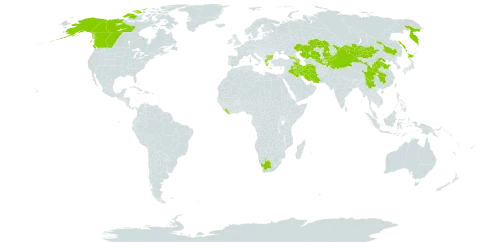 Saxifraga sibirica world distribution map, present in Afghanistan, Azerbaijan, Bulgaria, Canada, China, Georgia, Greece, Iran (Islamic Republic of), Iraq, Japan, Kazakhstan, Kyrgyzstan, Liberia, Mongolia, Nepal, Pakistan, Russian Federation, Tajikistan, United States of America, Uzbekistan, and South Africa