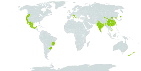 Saxifraga stolonifera world distribution map, present in Brazil, Switzerland, China, Spain, India, Italy, Japan, Mexico, Myanmar, New Zealand, Korea (Democratic People's Republic of), Portugal, Taiwan, Province of China, United States of America, and Viet Nam