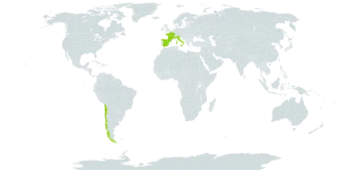 Saxifraga umbrosa world distribution map, present in Andorra, Chile, Spain, France, United Kingdom of Great Britain and Northern Ireland, and Italy