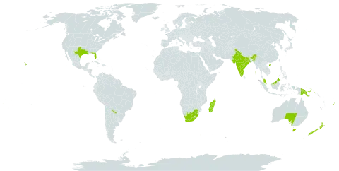 Scaevola world distribution map, present in Argentina, Australia, China, Fiji, India, Sri Lanka, Madagascar, Malaysia, New Zealand, Papua New Guinea, United States of America, and South Africa