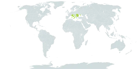 Scandix pecten-veneris subsp. macrorhyncha world distribution map, present in Albania, Bulgaria, Bosnia and Herzegovina, France, Greece, Croatia, Italy, North Macedonia, Montenegro, Romania, and Ukraine