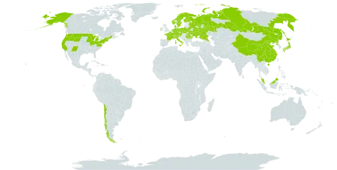 Scheuchzeria world distribution map, present in Austria, Belarus, Switzerland, Chile, China, Czech Republic, Germany, Denmark, Finland, France, Micronesia (Federated States of), Ireland, Italy, Japan, Montenegro, Malaysia, Netherlands, Norway, Poland, Korea (Democratic People's Republic of), Romania, Russian Federation, Sweden, Ukraine, and United States of America