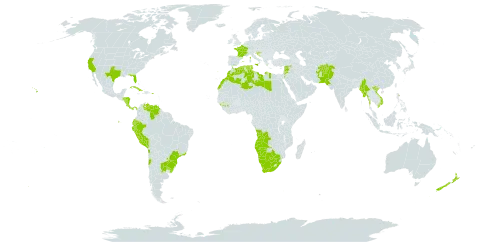 Schinus molle world distribution map, present in Afghanistan, Angola, Argentina, Australia, Brazil, Botswana, Chile, Cook Islands, Costa Rica, Cuba, Algeria, Ecuador, Spain, France, Gibraltar, Guinea, Honduras, Croatia, Israel, Italy, Jordan, Lebanon, Libya, Morocco, Myanmar, Namibia, Nicaragua, New Zealand, Pakistan, Panama, Peru, Puerto Rico, Portugal, Paraguay, Syrian Arab Republic, Tunisia, Uruguay, United States of America, Venezuela (Bolivarian Republic of), Viet Nam, and South Africa