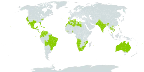 Schinus terebinthifolia world distribution map, present in Angola, Australia, Benin, Bahamas, Bolivia (Plurinational State of), Brazil, Colombia, Costa Rica, Cuba, Dominican Republic, Algeria, Ecuador, Spain, Fiji, Gibraltar, Guinea, Guam, Honduras, Haiti, India, Jamaica, Libya, Morocco, Mexico, Marshall Islands, Mozambique, Mauritius, Namibia, Pakistan, Panama, Puerto Rico, Portugal, Paraguay, Réunion, Saint Helena, Ascension and Tristan da Cunha, Turks and Caicos Islands, Thailand, Trinidad and Tobago, Tunisia, Taiwan, Province of China, United States of America, Venezuela (Bolivarian Republic of), Viet Nam, and South Africa