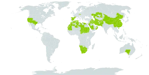 Schismus barbatus world distribution map, present in Afghanistan, Australia, Botswana, China, Cyprus, Czech Republic, Algeria, Egypt, Spain, France, Iran (Islamic Republic of), Iraq, Kazakhstan, Kuwait, Libya, Lesotho, Morocco, Mauritania, Namibia, Oman, Pakistan, Palau, Saudi Arabia, Sudan, Singapore, Chad, Turkmenistan, Tunisia, United States of America, and South Africa