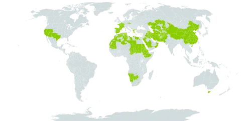 Schismus world distribution map, present in Afghanistan, Australia, Botswana, China, Cyprus, Czech Republic, Algeria, Egypt, Eritrea, Spain, Ethiopia, France, Greece, Iran (Islamic Republic of), Iraq, Kazakhstan, Kyrgyzstan, Kuwait, Libya, Lesotho, Morocco, Montenegro, Mauritania, Namibia, Oman, Pakistan, Palau, Saudi Arabia, Sudan, Singapore, Turks and Caicos Islands, Chad, Turkmenistan, Tunisia, United States of America, and Uzbekistan