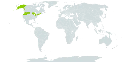 Schistostega pennata world distribution map, present in United States of America