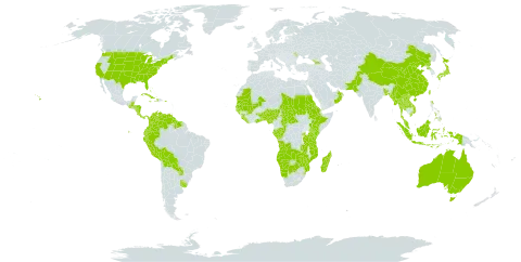 Schizachyrium world distribution map, present in Angola, Åland Islands, Andorra, Australia, Benin, Burkina Faso, Bangladesh, Bahamas, Belize, Bolivia (Plurinational State of), Botswana, Central African Republic, China, Congo, Colombia, Comoros, Costa Rica, Cuba, Dominica, Ecuador, Eritrea, Ethiopia, Micronesia (Federated States of), Gabon, Georgia, Ghana, Guinea, Gambia, Guinea-Bissau, Guatemala, Guyana, Honduras, Haiti, Indonesia, Jamaica, Japan, Kenya, Lao People's Democratic Republic, Liberia, Moldova (Republic of), Madagascar, Mali, Myanmar, Mozambique, Mauritania, Malaysia, Namibia, Nigeria, Nicaragua, Nepal, Oman, Pakistan, Panama, Peru, Philippines, Puerto Rico, Korea (Democratic People's Republic of), Paraguay, Rwanda, Sudan, Senegal, Sierra Leone, Suriname, eSwatini, Chad, Togo, Thailand, Taiwan, Province of China, Tanzania, United Republic of, Uganda, Uruguay, United States of America, Venezuela (Bolivarian Republic of), Viet Nam, Zambia, and Zimbabwe