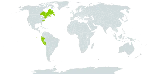 Schizaea pusilla world distribution map, present in Canada, Ecuador, France, Peru, Saint Pierre and Miquelon, and United States of America