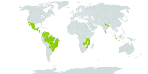 Schizolobium parahyba world distribution map, present in Angola, Belize, Brazil, Colombia, Costa Rica, Ghana, Guatemala, Indonesia, India, Mexico, Mozambique, Malawi, Nicaragua, Panama, Philippines, Paraguay, Réunion, Singapore, El Salvador, Tanzania, United Republic of, Uganda, Venezuela (Bolivarian Republic of), and Zambia