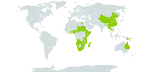 Schoenoplectiella articulata world distribution map, present in Angola, Australia, Benin, Burkina Faso, Bangladesh, Botswana, China, Cabo Verde, Egypt, Ethiopia, Ghana, Indonesia, Kenya, Madagascar, Myanmar, Mozambique, Mauritius, Namibia, Nigeria, Nepal, Philippines, Papua New Guinea, Sudan, Senegal, Somalia, eSwatini, Chad, Togo, Thailand, Timor-Leste, Tanzania, United Republic of, Uganda, Viet Nam, South Africa, Zambia, and Zimbabwe