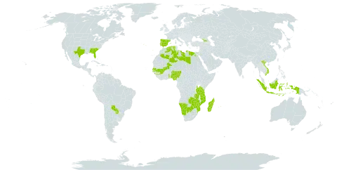 Schoenoplectiella erecta world distribution map, present in Åland Islands, Botswana, Algeria, Egypt, Spain, Georgia, Guinea, Indonesia, Libya, Madagascar, Mali, Mozambique, Mauritius, Namibia, Nigeria, Portugal, Paraguay, Senegal, Togo, Tanzania, United Republic of, Uganda, United States of America, Viet Nam, Zambia, and Zimbabwe