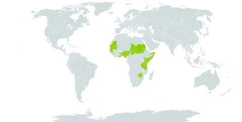 Schoenoplectiella juncea world distribution map, present in Benin, Ghana, Guinea, Gambia, Guinea-Bissau, Kenya, Mauritania, Nigeria, Sudan, Senegal, Somalia, Chad, Togo, Tanzania, United Republic of, Uganda, and Zimbabwe