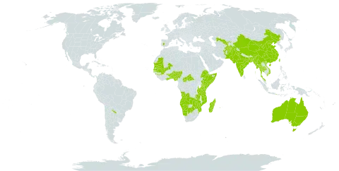 Schoenoplectiella lateriflora world distribution map, present in Afghanistan, Angola, Andorra, Argentina, Australia, Benin, Bangladesh, Botswana, Central African Republic, China, Spain, Ethiopia, Ghana, Guinea, Indonesia, India, Iceland, Kenya, Madagascar, Mali, Myanmar, Mozambique, Mauritania, Malaysia, Namibia, Nigeria, Nepal, Pakistan, Philippines, Réunion, Senegal, Somalia, Togo, Thailand, Taiwan, Province of China, Tanzania, United Republic of, Uganda, Uzbekistan, Viet Nam, Zambia, and Zimbabwe