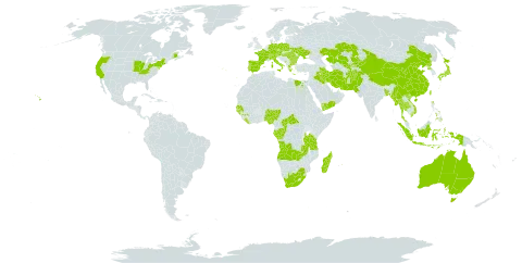 Schoenoplectiella mucronata world distribution map, present in Afghanistan, Angola, Australia, Austria, Bangladesh, Bulgaria, Central African Republic, Canada, Switzerland, China, Congo, Czech Republic, Germany, Egypt, Spain, France, Gabon, Guinea, Guinea-Bissau, Greece, Hungary, Indonesia, Iran (Islamic Republic of), Iraq, Italy, Japan, Kazakhstan, Kyrgyzstan, Liberia, Madagascar, Myanmar, Montenegro, Mauritius, Nigeria, Nepal, Pakistan, Philippines, Poland, Korea (Democratic People's Republic of), Portugal, Romania, Senegal, Turks and Caicos Islands, Thailand, Taiwan, Province of China, Tanzania, United Republic of, Uganda, Ukraine, United States of America, Uzbekistan, Viet Nam, Yemen, South Africa, and Zambia