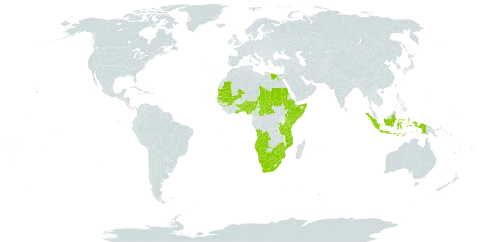 Schoenoplectiella senegalensis world distribution map, present in Angola, Benin, Botswana, Central African Republic, Egypt, Ethiopia, Ghana, Guinea, Indonesia, Kenya, Mali, Mozambique, Mauritania, Namibia, Nigeria, Rwanda, Sudan, Senegal, Somalia, eSwatini, Chad, Togo, Tanzania, United Republic of, Uganda, South Africa, and Zimbabwe