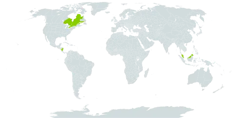 Schoenoplectiella smithii var. setosa world distribution map, present in Canada, Micronesia (Federated States of), Malaysia, and Nicaragua