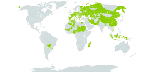 Schoenoplectiella supina world distribution map, present in Albania, Austria, Bangladesh, Bulgaria, Brazil, Switzerland, China, Czech Republic, Germany, Algeria, Egypt, Spain, France, Greece, Hungary, Indonesia, Iran (Islamic Republic of), Italy, Kazakhstan, Madagascar, Mali, Montenegro, Nigeria, Pakistan, Palau, Poland, Paraguay, Romania, Russian Federation, Sudan, Senegal, Chad, Togo, Tunisia, Ukraine, Uzbekistan, and Viet Nam