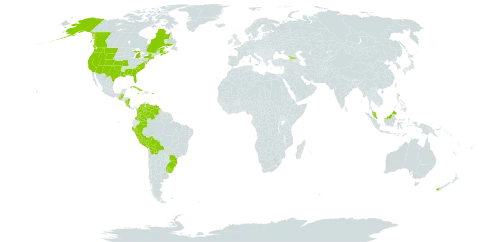 Schoenoplectus americanus world distribution map, present in Åland Islands, Belize, Bermuda, Bolivia (Plurinational State of), Brazil, Canada, Colombia, Costa Rica, Cuba, Dominica, Micronesia (Federated States of), Georgia, Guatemala, Jamaica, Malaysia, Nicaragua, New Zealand, Peru, Puerto Rico, Uruguay, United States of America, and Venezuela (Bolivarian Republic of)