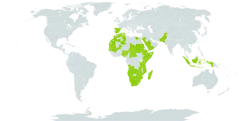 Schoenoplectus corymbosus world distribution map, present in Angola, Burkina Faso, Botswana, Central African Republic, Algeria, Egypt, Spain, Ethiopia, Indonesia, Kenya, Morocco, Madagascar, Mali, Mozambique, Mauritania, Namibia, Nigeria, Pakistan, Rwanda, Saudi Arabia, Sudan, Senegal, Somalia, eSwatini, Chad, Tanzania, United Republic of, Uganda, Yemen, South Africa, Zambia, and Zimbabwe