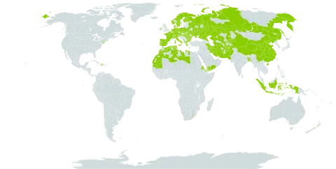 Schoenoplectus lacustris world distribution map, present in Afghanistan, Albania, Austria, Bangladesh, Bulgaria, Belarus, Switzerland, China, Czech Republic, Germany, Denmark, Algeria, Eritrea, Spain, Finland, France, United Kingdom of Great Britain and Northern Ireland, Greece, Haiti, Hungary, Indonesia, Ireland, Iran (Islamic Republic of), Italy, Kazakhstan, Kyrgyzstan, Libya, Lesotho, Morocco, Montenegro, Mauritania, Netherlands, Norway, New Zealand, Pakistan, Palau, Poland, Portugal, Romania, Russian Federation, Sweden, Turks and Caicos Islands, Turkmenistan, Tunisia, Ukraine, United States of America, Uzbekistan, and Yemen