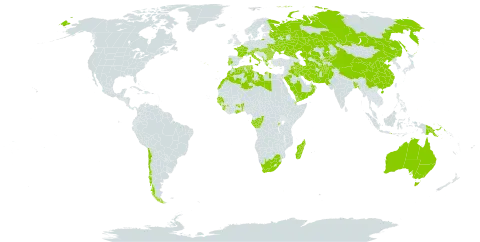 Schoenoplectus litoralis world distribution map, present in Afghanistan, Albania, Andorra, Australia, Austria, Benin, Burkina Faso, Bangladesh, Bulgaria, Chile, China, Congo, Comoros, Djibouti, Algeria, Spain, France, Gabon, Ghana, Guinea, Gambia, Guinea-Bissau, Greece, Hungary, Indonesia, Iran (Islamic Republic of), Iraq, Italy, Kazakhstan, Kyrgyzstan, Libya, Morocco, Madagascar, Montenegro, Oman, Pakistan, Philippines, Palau, Papua New Guinea, Portugal, Romania, Russian Federation, Rwanda, Saudi Arabia, Senegal, Sierra Leone, Turks and Caicos Islands, Turkmenistan, Tunisia, Ukraine, Uzbekistan, Yemen, and South Africa