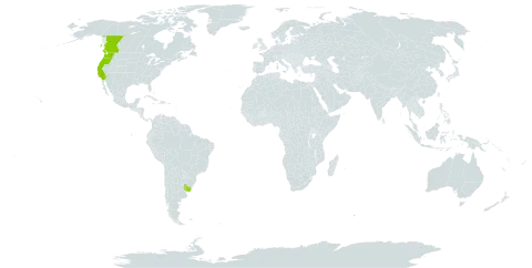 Schoenoplectus pungens var. badius world distribution map, present in Canada, Uruguay, and United States of America