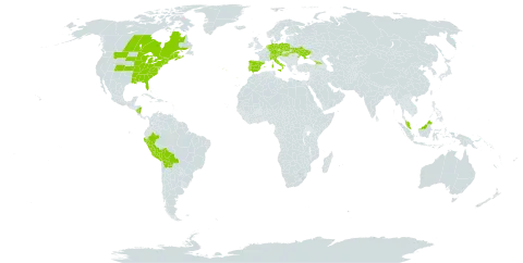 Schoenoplectus pungens var. pungens world distribution map, present in Åland Islands, Austria, Bolivia (Plurinational State of), Canada, Switzerland, Czech Republic, Germany, Dominica, Spain, France, Micronesia (Federated States of), Georgia, Hungary, Italy, Malaysia, Nicaragua, Netherlands, Peru, Poland, Portugal, Ukraine, and United States of America