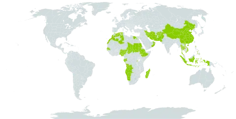 Schoenoplectus subulatus world distribution map, present in Afghanistan, Angola, Andorra, Burkina Faso, China, Comoros, Algeria, Egypt, Ethiopia, Gabon, Indonesia, Iran (Islamic Republic of), Morocco, Madagascar, Namibia, Nigeria, Oman, Pakistan, Philippines, Rwanda, Sudan, Senegal, Chad, Thailand, United States of America, and Viet Nam