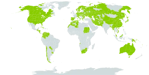 Schoenoplectus tabernaemontani world distribution map, present in Afghanistan, Angola, Åland Islands, Albania, Australia, Austria, Bangladesh, Bulgaria, Bahamas, Belarus, Bermuda, Canada, Switzerland, Chile, China, Colombia, Costa Rica, Cuba, Cayman Islands, Czech Republic, Germany, Denmark, Algeria, Spain, Finland, France, Micronesia (Federated States of), Georgia, Greece, Guatemala, Honduras, Hungary, Ireland, Iran (Islamic Republic of), Italy, Jamaica, Japan, Kazakhstan, Kyrgyzstan, Morocco, Myanmar, Malaysia, Norfolk Island, Nicaragua, Netherlands, Norway, Nepal, Pakistan, Philippines, Palau, Papua New Guinea, Poland, Puerto Rico, Korea (Democratic People's Republic of), Portugal, Paraguay, Romania, Russian Federation, Sudan, Sweden, Turks and Caicos Islands, Turkmenistan, Tunisia, Taiwan, Province of China, Ukraine, Uruguay, United States of America, Uzbekistan, Venezuela (Bolivarian Republic of), Viet Nam, Vanuatu, and South Africa