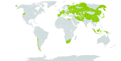 Schoenoplectus triqueter world distribution map, present in Afghanistan, Austria, Bulgaria, Switzerland, Chile, China, Czech Republic, Germany, Egypt, Spain, France, Hungary, Indonesia, Ireland, Iran (Islamic Republic of), Italy, Japan, Kazakhstan, Kyrgyzstan, Montenegro, Netherlands, Pakistan, Korea (Democratic People's Republic of), Portugal, Romania, Russian Federation, Turks and Caicos Islands, Taiwan, Province of China, Ukraine, United States of America, Uzbekistan, and South Africa