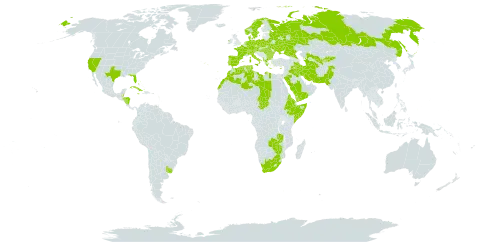 Schoenus nigricans world distribution map, present in Albania, Austria, Bulgaria, Bahamas, Belarus, Belize, Switzerland, Cuba, Cyprus, Czech Republic, Germany, Dominica, Denmark, Algeria, Eritrea, Spain, Ethiopia, France, Greece, Honduras, Hungary, Ireland, Iran (Islamic Republic of), Iraq, Italy, Jamaica, Kyrgyzstan, Libya, Morocco, Nicaragua, Netherlands, Norway, Pakistan, Palau, Poland, Portugal, Romania, Russian Federation, Saudi Arabia, Singapore, Svalbard and Jan Mayen, Somalia, Sweden, Turks and Caicos Islands, Chad, Turkmenistan, Tunisia, Ukraine, Uruguay, United States of America, Uzbekistan, Yemen, South Africa, Zambia, and Zimbabwe