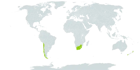 Schoenus nitens var. nitens world distribution map, present in Chile, New Zealand, and South Africa