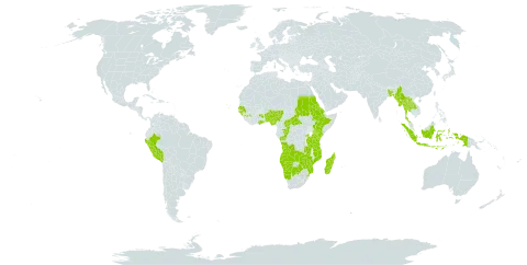 Schrebera world distribution map, present in Angola, Benin, Burkina Faso, Bangladesh, Botswana, Central African Republic, Congo, Cabo Verde, Eritrea, Ethiopia, Ghana, Guinea, Guinea-Bissau, Indonesia, Kenya, Lao People's Democratic Republic, Madagascar, Myanmar, Mozambique, Namibia, Nigeria, Peru, Rwanda, Sudan, Senegal, eSwatini, Thailand, Tanzania, United Republic of, Uganda, Zambia, and Zimbabwe