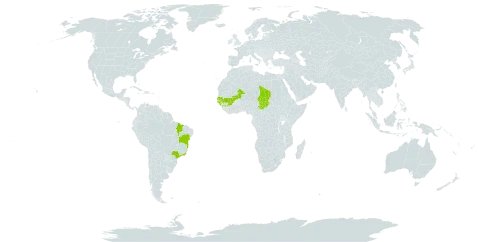 Schultesia guianensis var. latifolia world distribution map, present in Brazil, Guinea, Guinea-Bissau, Mali, Senegal, and Chad